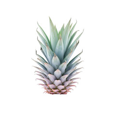 Succulent pineapple plant illustration
