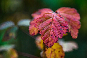 red and yellow leaves