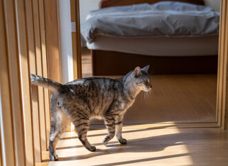  家の中を歩く猫　サバトラ猫