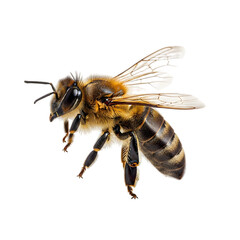 Honeybee in flight
