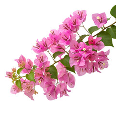 Pink bougainvillea blossoms
