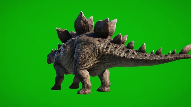 A Stegosaurus dinosaur standing against a green screen background.