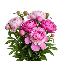 Pink peony bouquet with greenery
