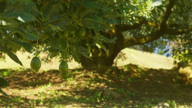 SLOW MOTION STATIC HANDHELD SHOT OF LOW HANGING AVOCADOS AT A FARM IN MICHOAC&Aacute;N