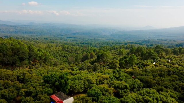 DRONE: DOLLY IN SHOT OF THE AVOCADO FIELDS LANDSCAPE AT TANCITARO MICHOAC&Aacute;N
