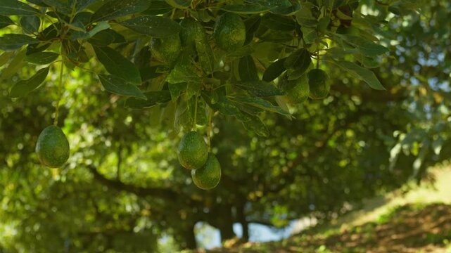 SLOW HAND HELD SHOT OF AVOCADO HANGING DOWN ON A TREE AT A LUSH FARM