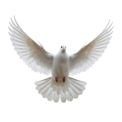 White dove in mid-flight
