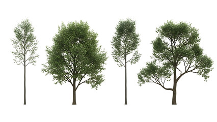 Collection of four different tree species with varied foliage on a transparent  background