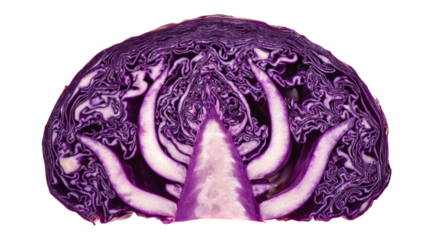 cross-section of a red cabbage.