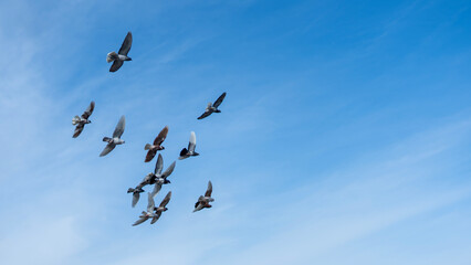 Antakya city landscape with pigeons