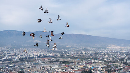 Antakya city landscape with pigeons