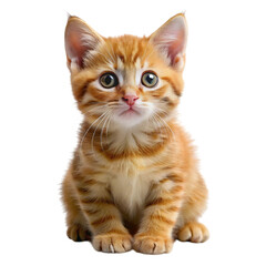 Obraz premium Adorable orange kitten with big eyes on black background