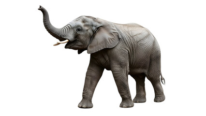 Obraz premium Majestic african elephant in black and white