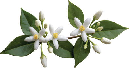 Obraz premium Realistic jasmine vine PNG with white star-shaped blossoms and buds