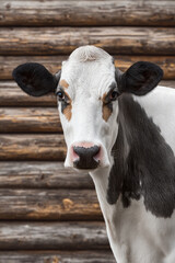 Close up of black and white cow with pink nose in front of wooden fence, calm expression, rural farm animal