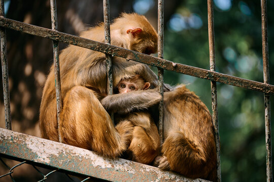 Monkeys sit on a fence in a zoo, one mother holds her baby while another rests nearby in the sunshine