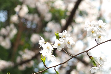 Fototapeta premium 植物 春 花 風景
