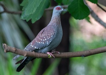 South African birds - speckled pigeon isolated perched on a branch