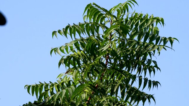 Neem tree branch with leaves with clear blue sky in the background