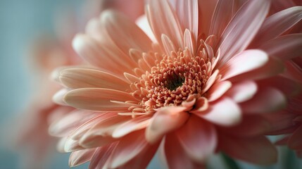 Artistic floral close-up highlighting the softness and texture of fresh petals under natural light, with a clean background and shallow depth of field emphasizing botanical beauty