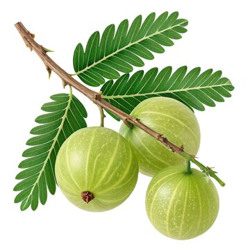 Fresh Amla Fruit with Leaves and Branch &ndash; Isolated