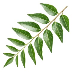 Obraz premium Top View of Curry Leaves – Transparent Background, Isolated