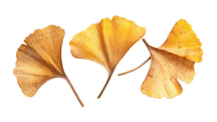 Fototapeta premium Ginkgo biloba leaves dry fallen autumn foliage natural herbal plant medicinal leaves rustic texture isolated on white background