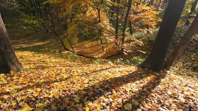 Golden maple leaves cover the forest floor in the warm autumn sun. This serene natural scene captures the beauty of fall foliage.