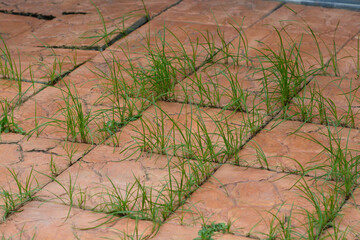 Weeds Growing Between Pavement Tiles.