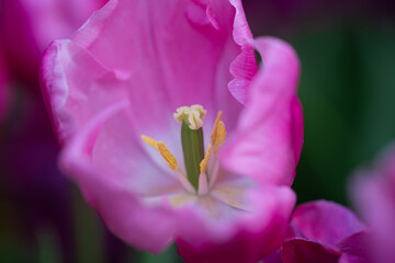 Pink flower close up with tulips in spring. Spring flowers wallpaper. Blooming tulip bud closeup. Tulips and blossoms pink color. Blooming tulips pattern. Pink tulips in floral wallpaper background.