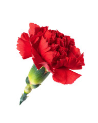 red carnation flower isolated on white background.