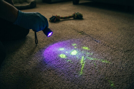 UV flashlight revealing hidden pet urine stains on carpet in dark room during inspection