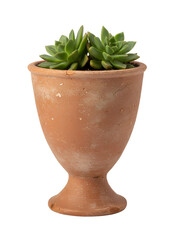 Green succulent plant in rustic clay flower pot, indoor houseplant decor, minimal botanical composition isolated on black background, natural home decoration