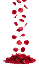 Falling red rose petals with soft motion effect, romantic floral background element, love and wedding decoration isolated on black background, dramatic elegance