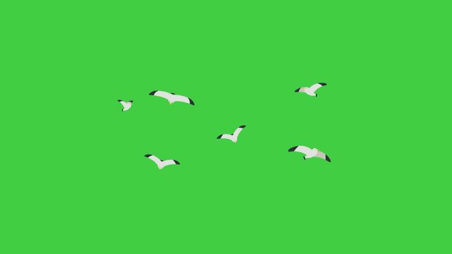 Animation of seagulls flying freely in the sky, representing freedom, nature, and coastal atmosphere.
