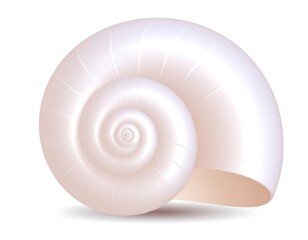 Obraz premium A pearlescent, spiraled shell with subtle shading against a white backdrop