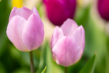 Pink tulips bud in spring. Spring flowers wallpaper. Blooming tulip bud closeup. Tulips and blossoms pink color. Blooming tulip. Pink tulips in floral wallpaper background.