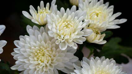 Bunch of beautiful Chrysanthemum flowers blooming during winter 4 close up