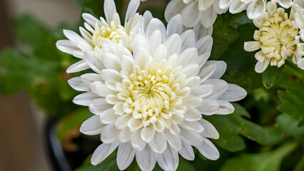 Bunch of beautiful Chrysanthemum flowers blooming during winter 6