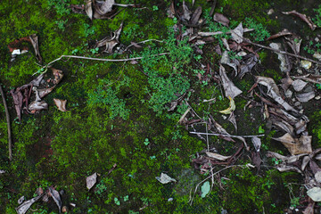 natural green moss covering soil with leaves and organic textures in shaded forest floor