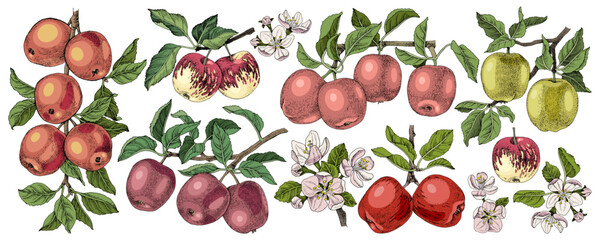 Variety of apple branches vector