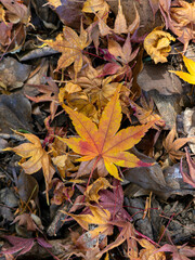 地面に落ちた楓の落ち葉