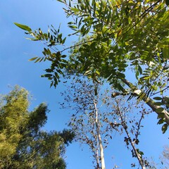 low angle view of tree trunks and green foliage under sunlight