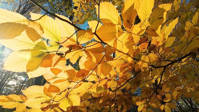 Golden autumn leaves of a beech tree (Fagus sylvatica) glow in the bright sunlight, captured from a low angle. The warm, vibrant colors of the fall foliage create a serene.
