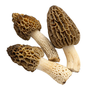 True Morel