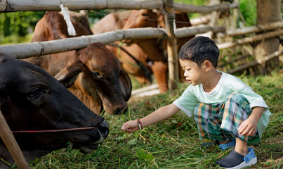 Asian Little Boy Feeding Cow on Rural Farm, Child and Animal Interaction in Countryside