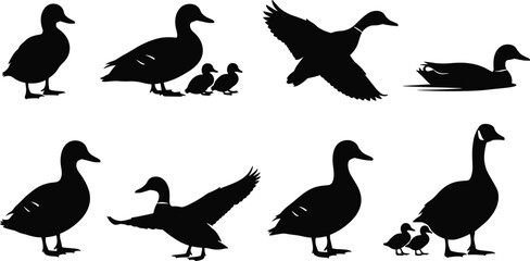 Black silhouette set of ducks and geese vector illustration, featuring flying, standing, swimming, and parent with ducklings shapes, waterfowl animal icons collection. © MstShefaly