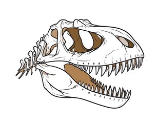 Artistic depiction of a Tyrannosaurus Rex skull