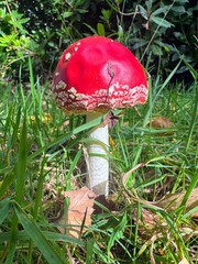 Side view of fly agaric mushroom against grass and autumn foliage