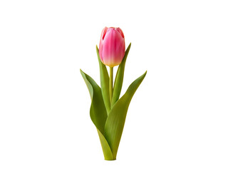 Fototapeta premium Beautiful pink tulip flower isolated on white background